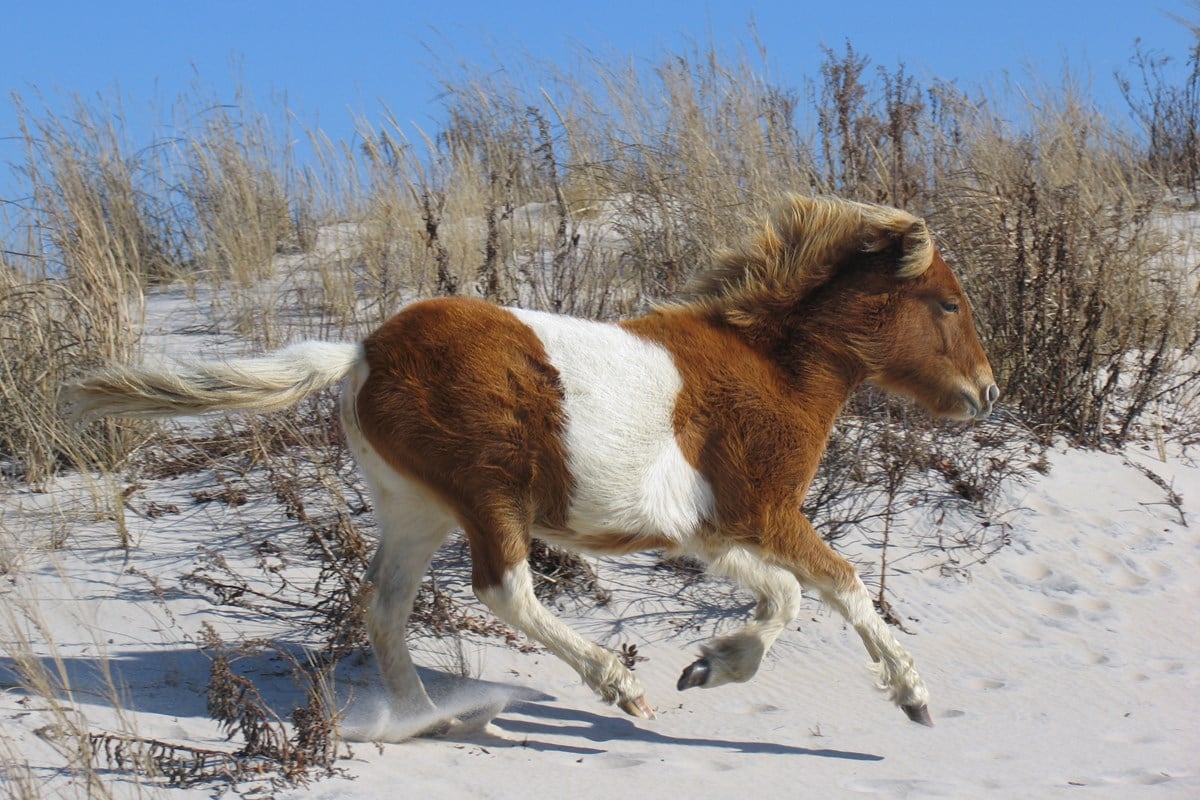 Assateague Island, Virginia and Maryland